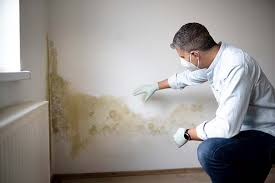 Best Black Mold Removal  in Glenwood Springs, CO